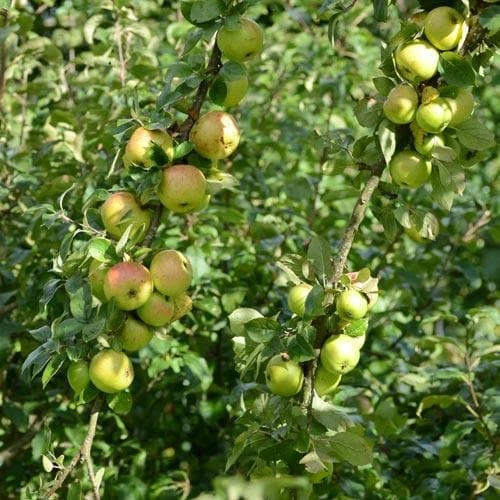 Apple Ballyvaughan Seedling - Image 7