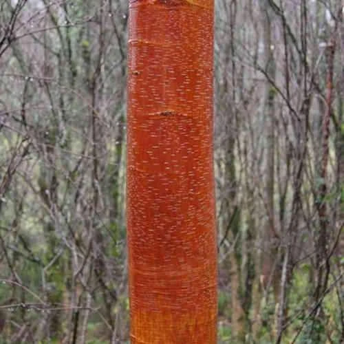 Betula Albosinensis China Rose - Image 2