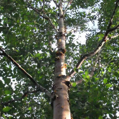 Betula Albosinensis China Rose - Image 3