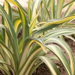 Beschorneria Yuccoides Flamingo Glow