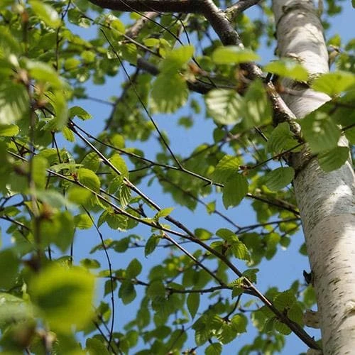 Betula Ermanii Holland - Image 3