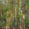 Betula Albosinensis Var. Septentrionlis Kansu