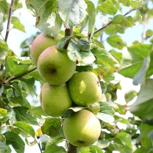 Apple Blenheim Orange - Image 4