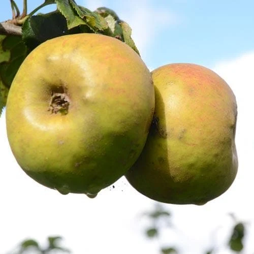 Apple Blenheim Orange - Image 2