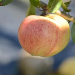 Apple Bloody Butcher