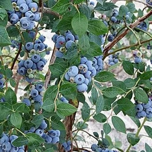 Blueberry Sweetheart® - Image 2