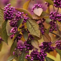 Callicarpa Bodinieri Profusion
