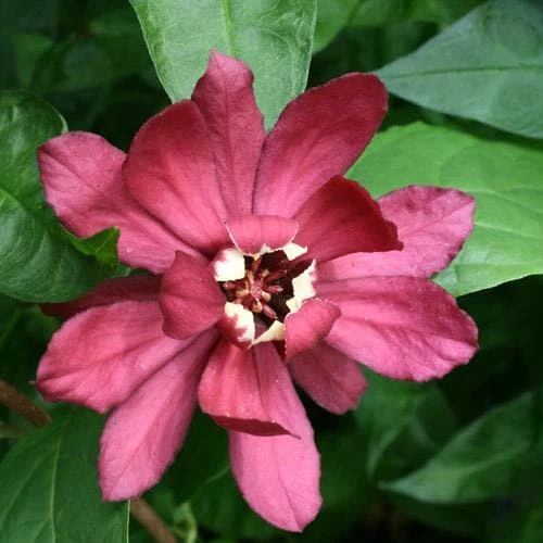 Calycanthus X Raulstonii Hartlage Wine - Image 2