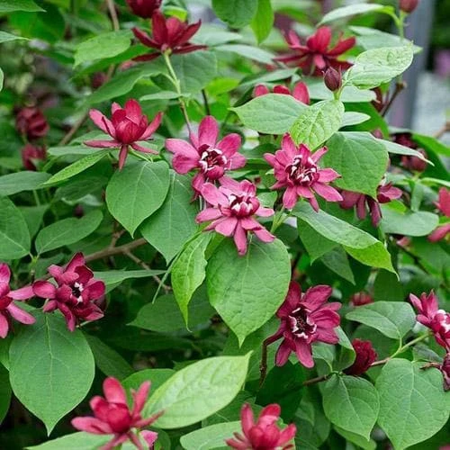 Calycanthus X Raulstonii Hartlage Wine - Image 3