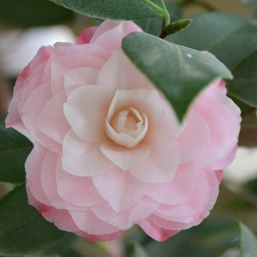 Camelia Japonica Nuccio's Pearl - Image 3