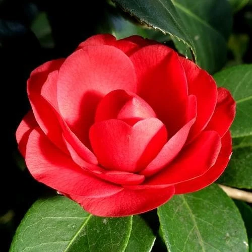 Camellia Black Lace - Image 3