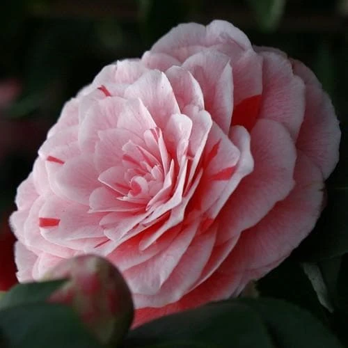 Camellia Japonica Bonomiana - Image 2