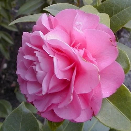 Camellia X Williamsii Debbie - Image 3
