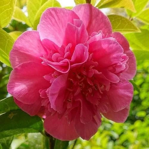 Camellia X Williamsii Debbie - Image 2