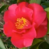 Camellia Japonica Midnight