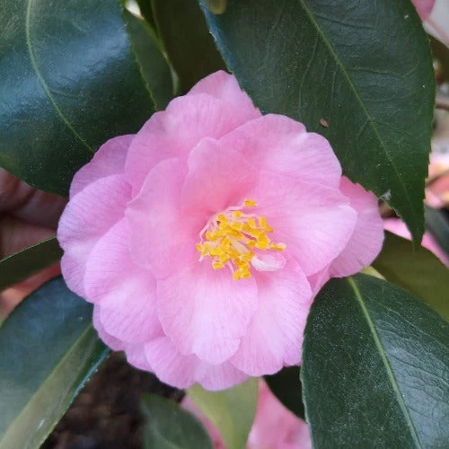 Camellia Spring Festival (cuspidata Hybrid) - Image 2