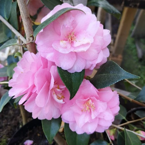 Camellia Spring Festival (cuspidata Hybrid) - Image 3