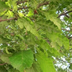 Carpinus Betulus Quercifolia