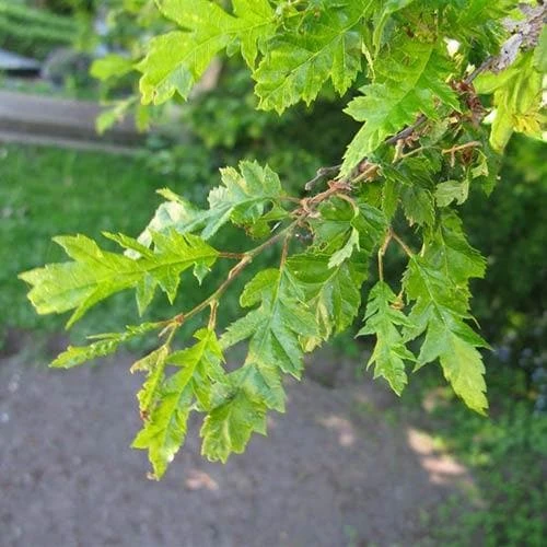 Carpinus Betulus Quercifolia - Image 7