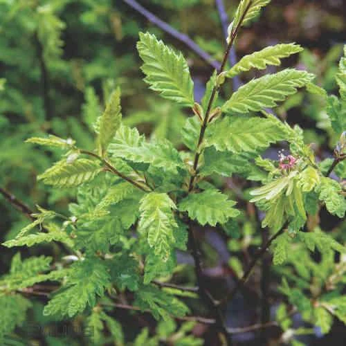 Carpinus Betulus Quercifolia - Image 3