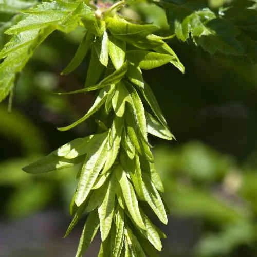 Carpinus Betulus Quercifolia - Image 4