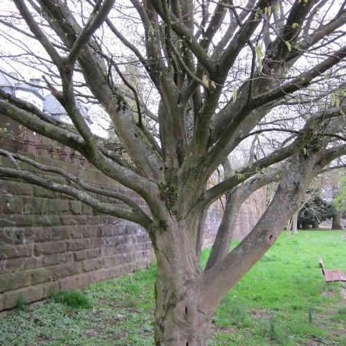 Carpinus Betulus Quercifolia - Image 5