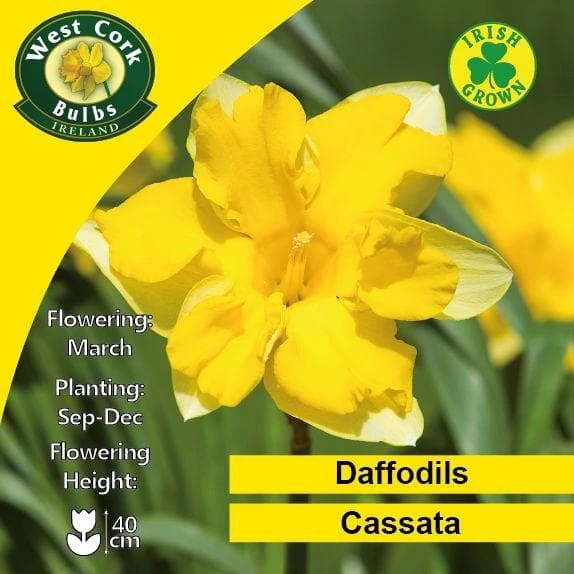 Daffodil Cassata - Image 4