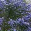 Ceanothus Southmead