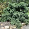 Cedrus Deodara Feelin' Blue