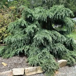 Cedrus Deodara Feelin' Blue