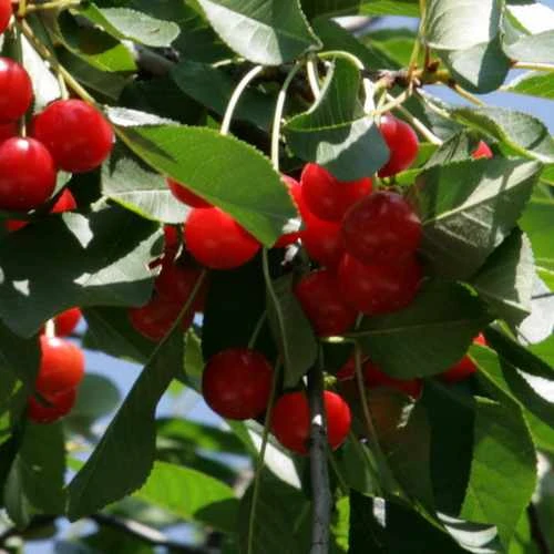 Cherry Morello - Image 3