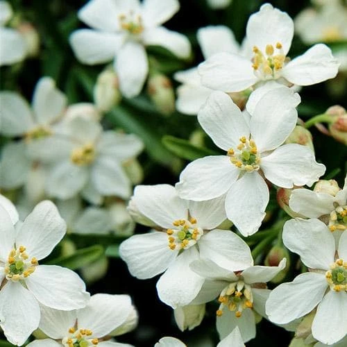 Choisya Ternata Aztec Pearl - Image 2