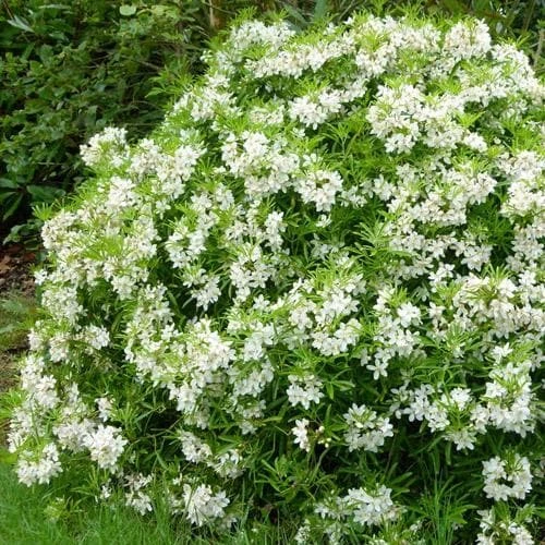 Choisya Ternata Aztec Pearl - Image 3