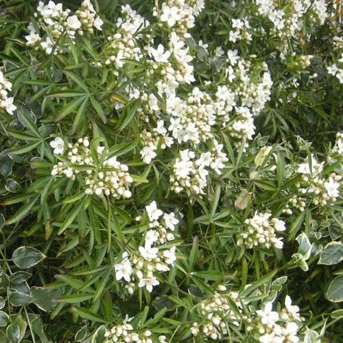 Choisya Ternata Aztec Pearl - Image 4