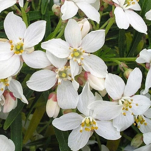 Choisya Ternata Aztec Pearl - Image 5