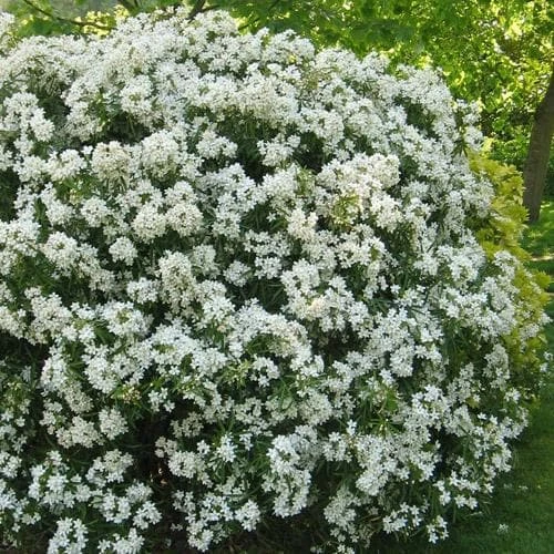 Choisya Ternata Aztec Pearl - Image 6