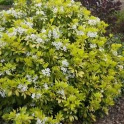 Choisya Ternata Sundance