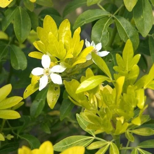 Choisya Ternata Sundance - Image 2