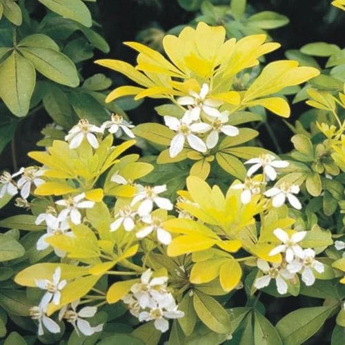 Choisya Ternata Sundance - Image 4