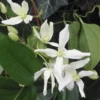 Clematis Armandi
