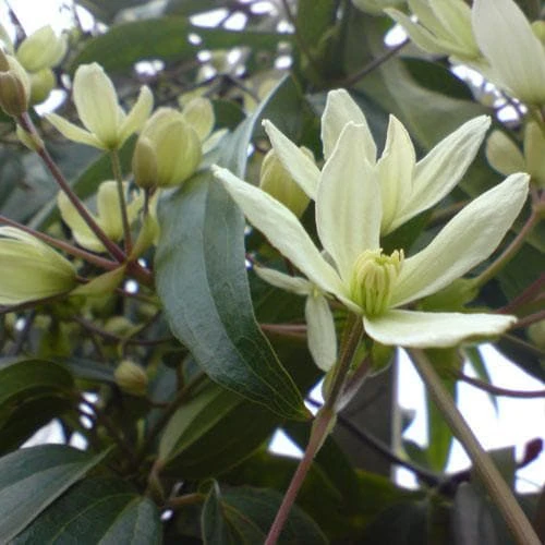 Clematis Armandi - Image 2