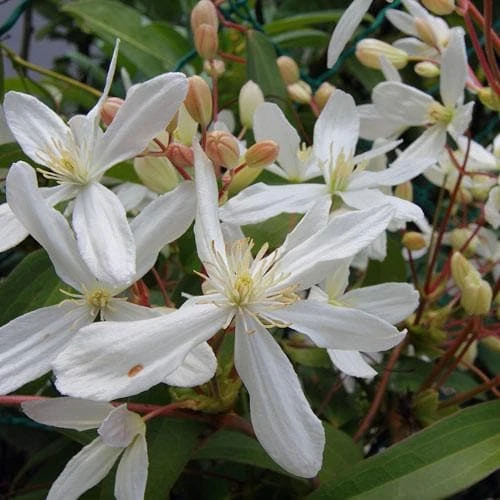 Clematis Armandi - Image 3