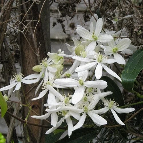 Clematis Armandi - Image 4