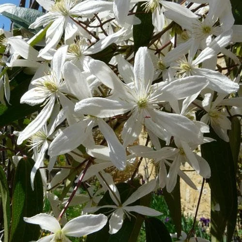 Clematis Armandi - Image 7