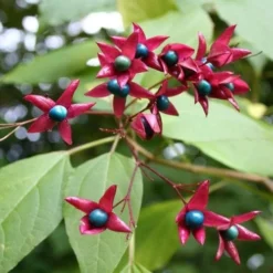Clerodendrum Trichotomum Purple Blaze