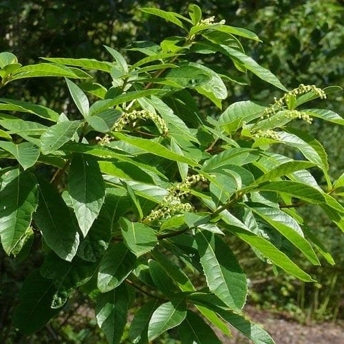Clethra Pringlei - Image 4