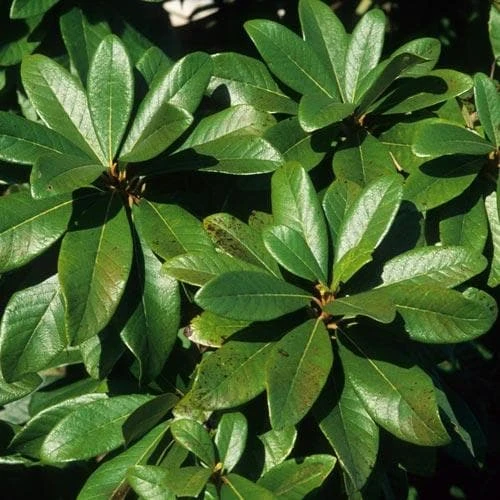 Clethra Pringlei - Image 6