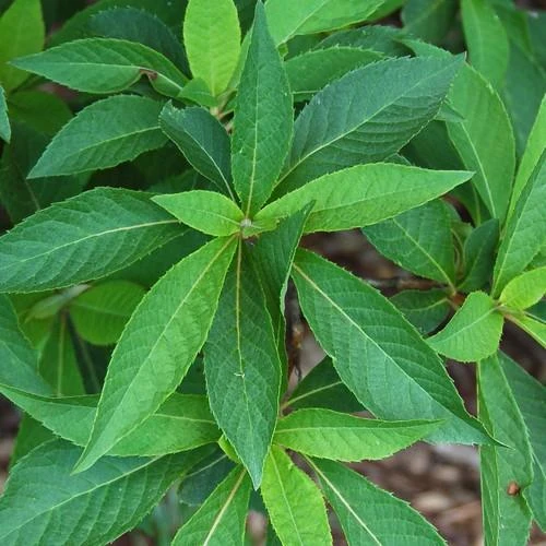 Clethra Fargesii - Image 4