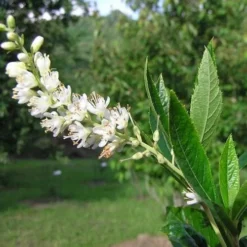 Clethra Fargesii