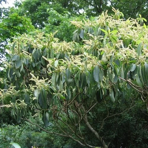 Clethra Fargesii - Image 3